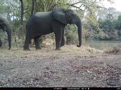 Loxodonta