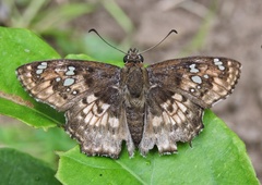 Caprona ransonnettii