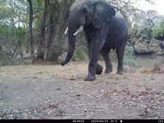 Loxodonta