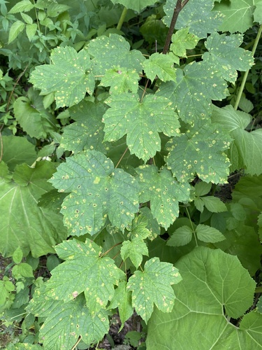 Acer heldreichii, photograph 3