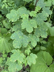 Acer heldreichii, photograph (c) Екатерина Кравцова, some rights reserved (CC BY)