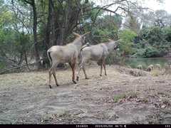 Hippotragus equinus koba