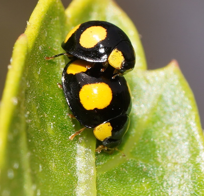 Oenopia guttata
