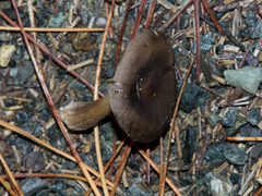 Melanoleuca vulgaris