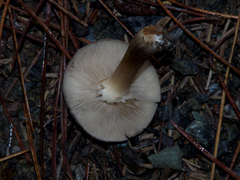 Melanoleuca vulgaris