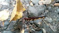 Trigoniulus macropygus