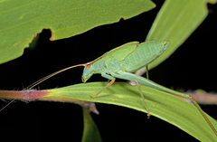 Polichne