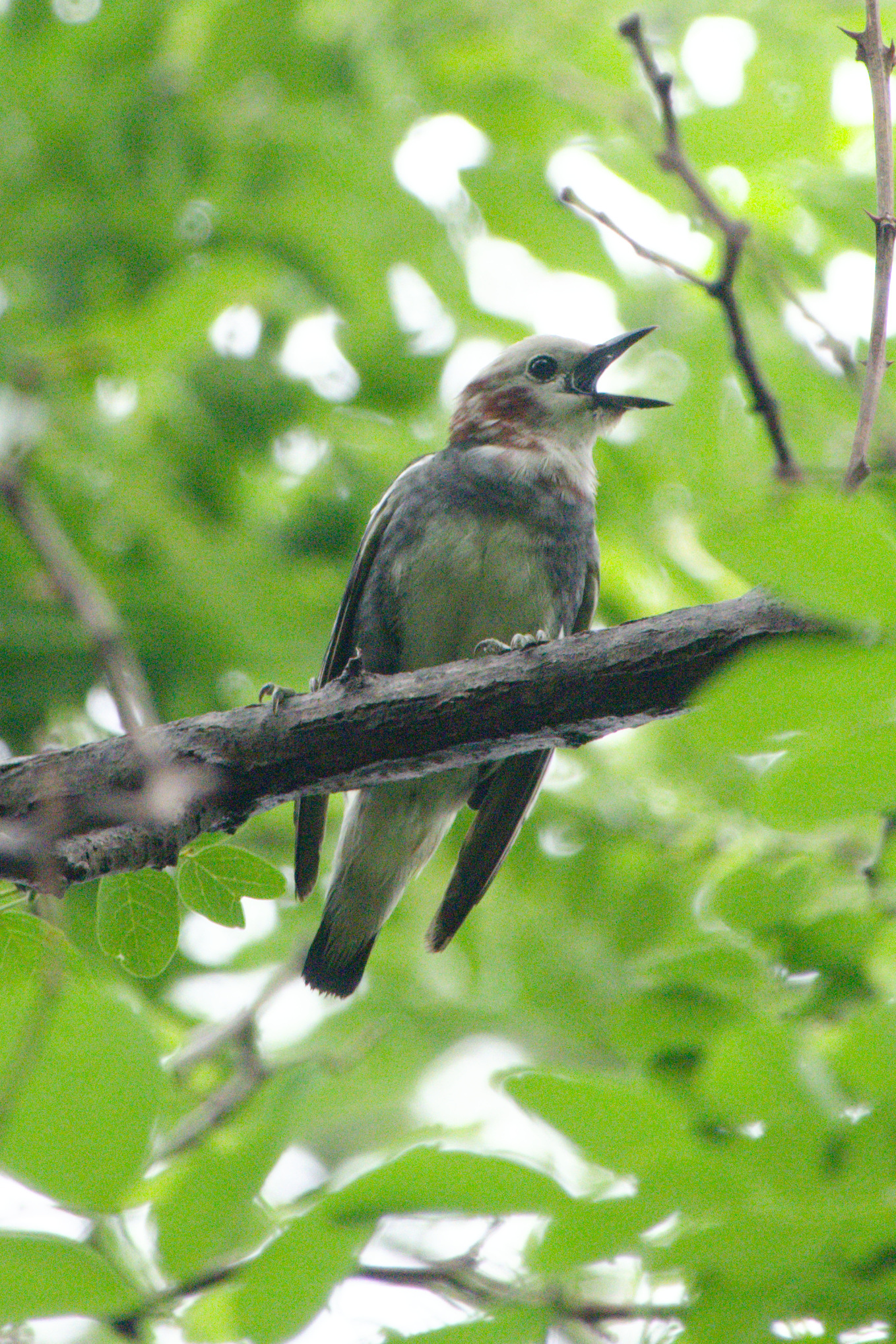 Chestnut-cheeked Starling