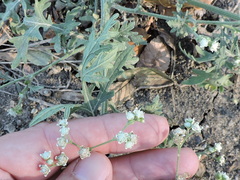 Parthenium hysterophorus
