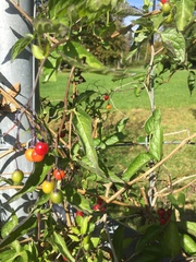 Solanum dulcamara