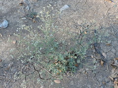 Parthenium hysterophorus