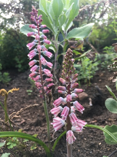 Lachenalia youngii