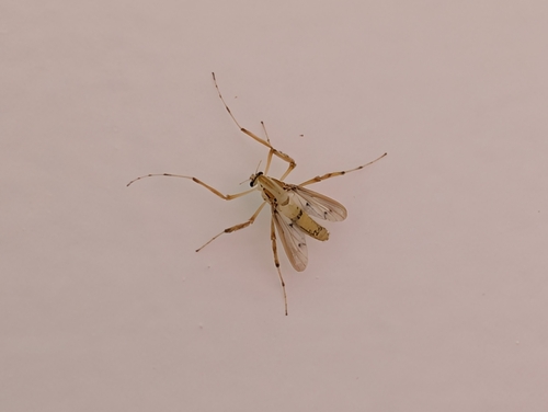 Eurycnemus crassipes