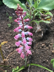 Lachenalia youngii