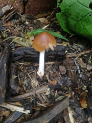 Fungi
