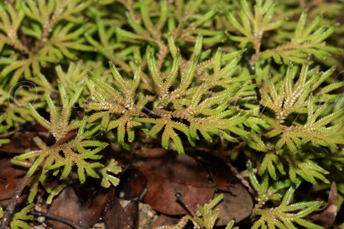 Selaginella limbata iNat (2)