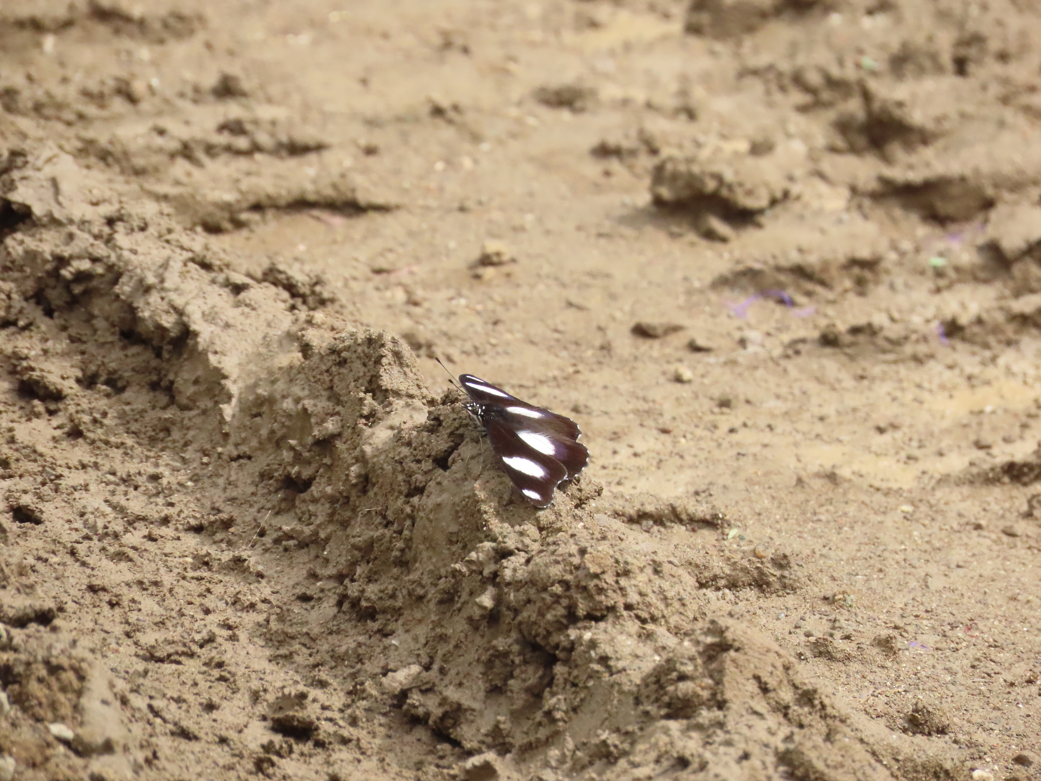 Danaid Eggfly