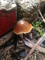 Fungi