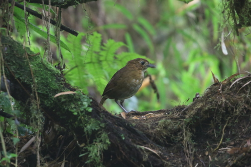 Brown-banded Antpitta (Grallaria milleri), photo 5