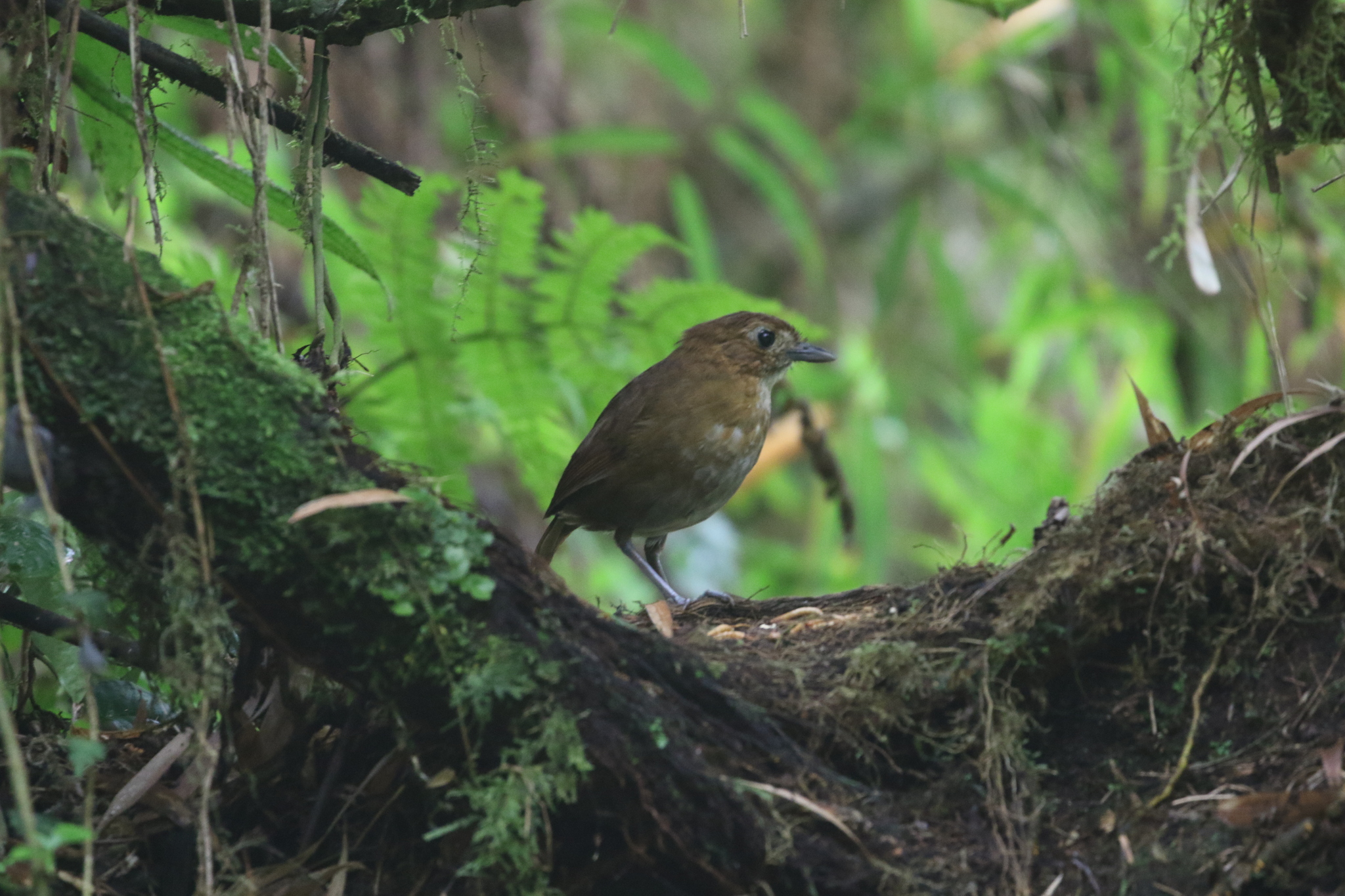 Brown-banded Antpitta (Grallaria milleri), photo 7