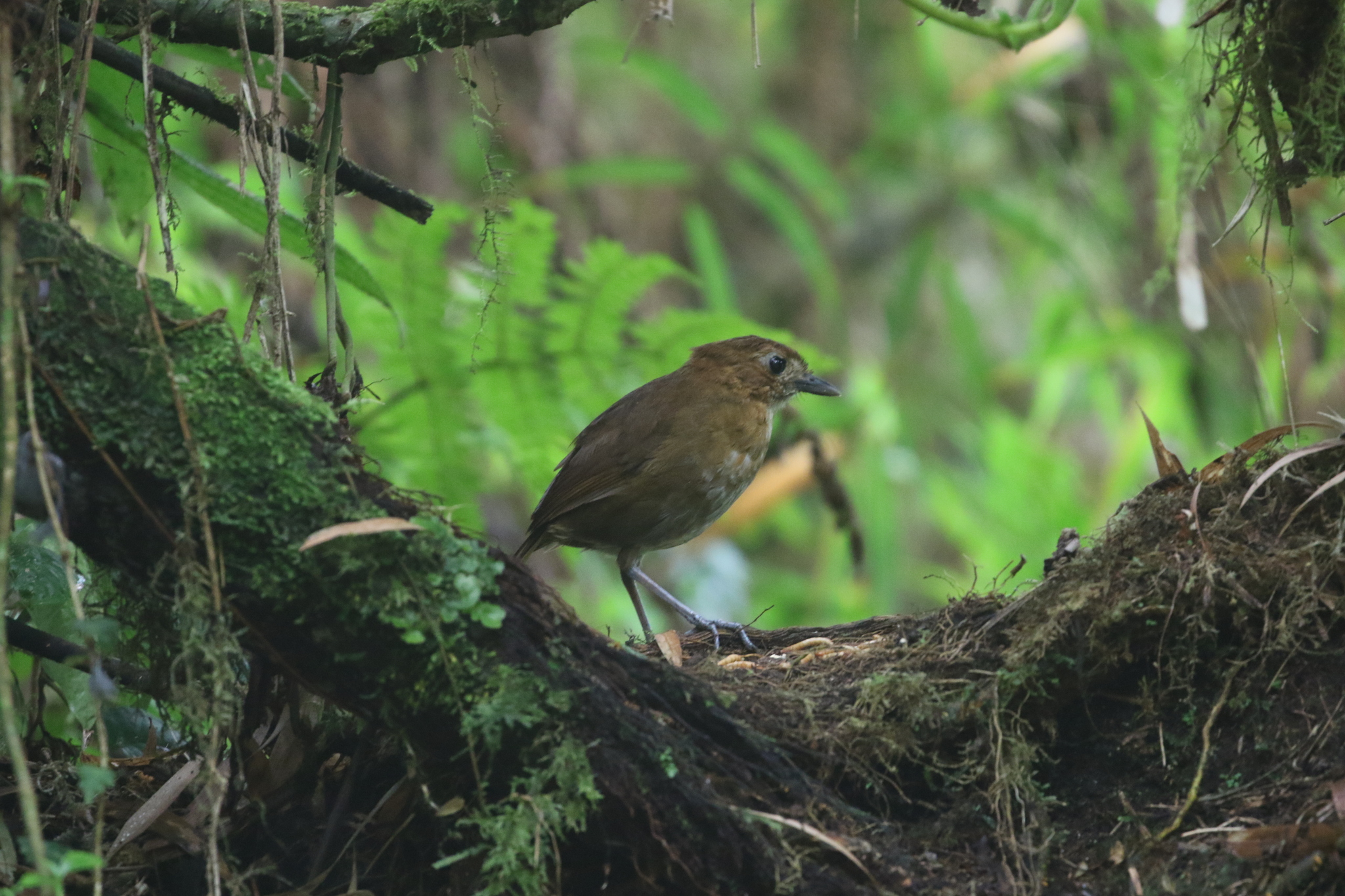 Brown-banded Antpitta (Grallaria milleri), photo 9