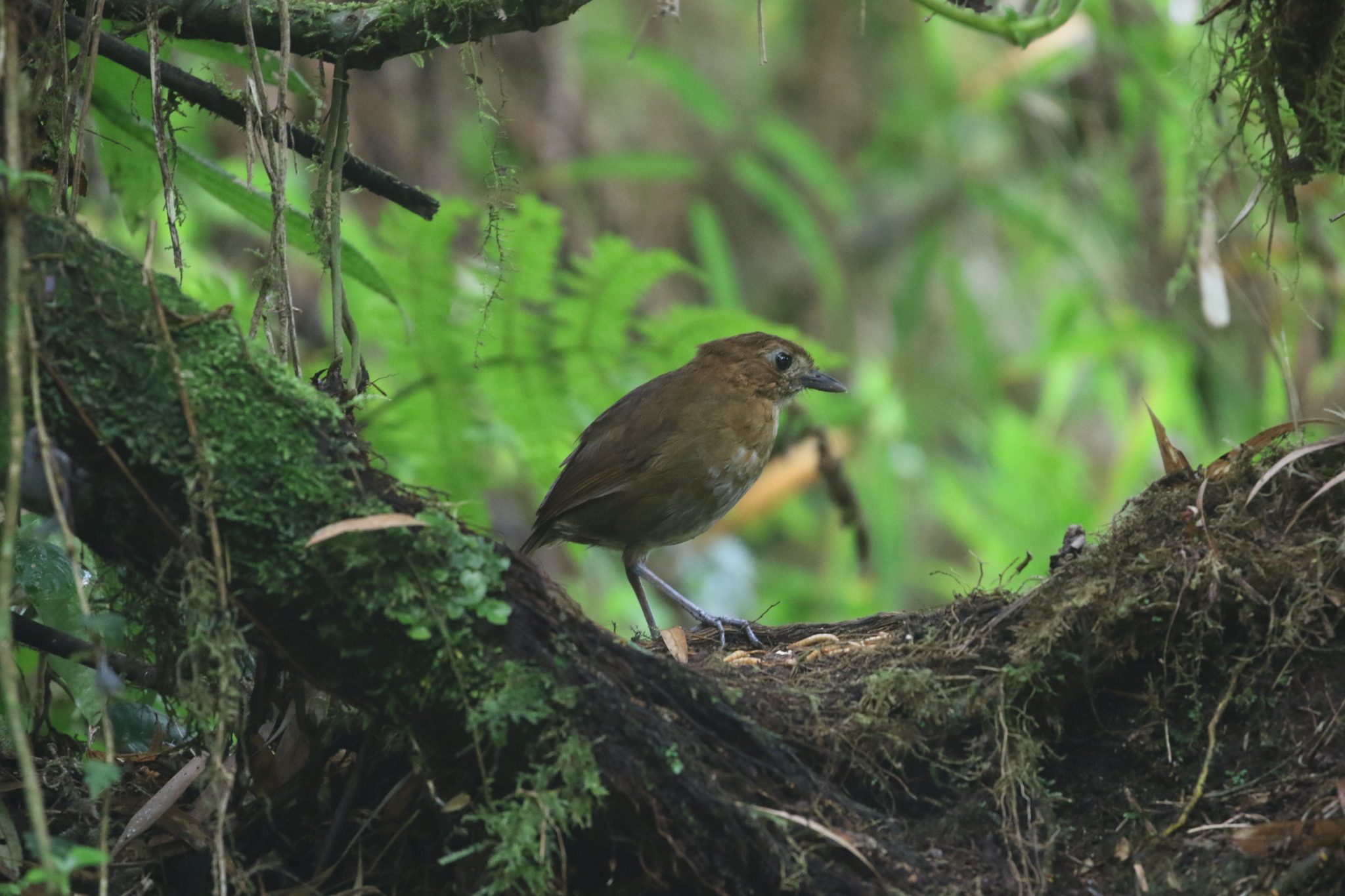 Brown-banded Antpitta (Grallaria milleri), photo 8