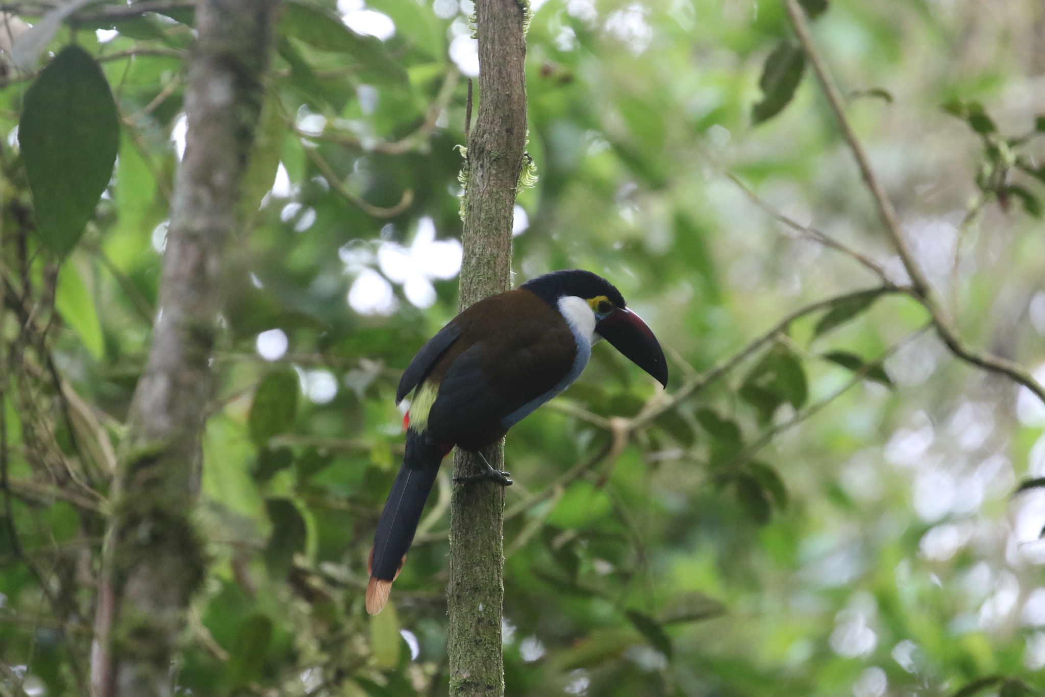 Black-billed Mountain Toucan (Andigena nigrirostris), photo 8