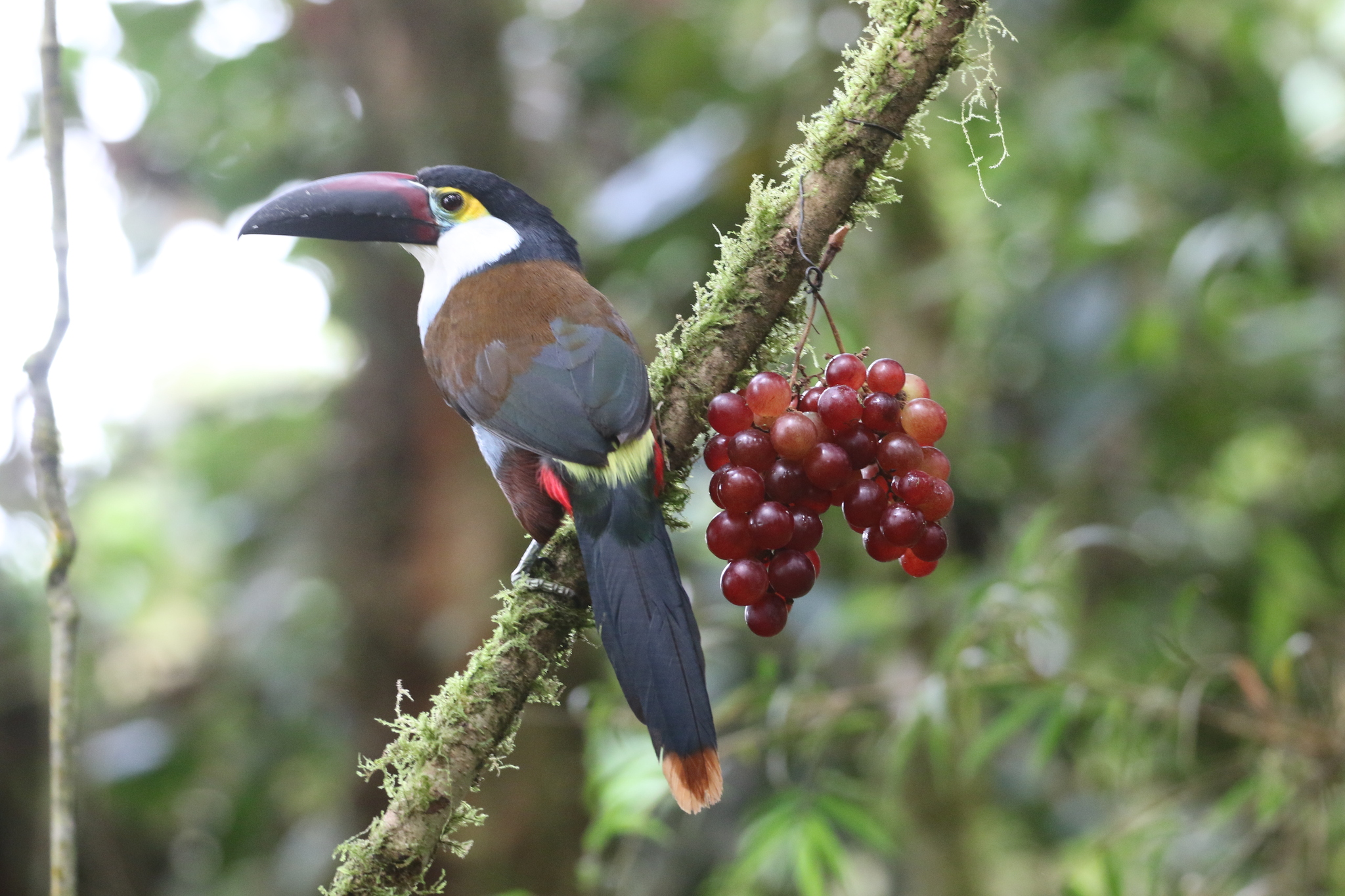 Black-billed Mountain Toucan (Andigena nigrirostris), photo 9