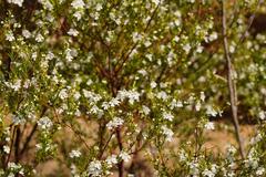 Prostanthera nivea