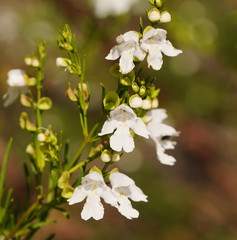 Prostanthera nivea