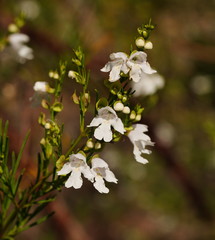 Prostanthera nivea