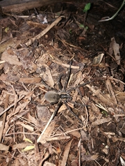Dolomedes aquaticus