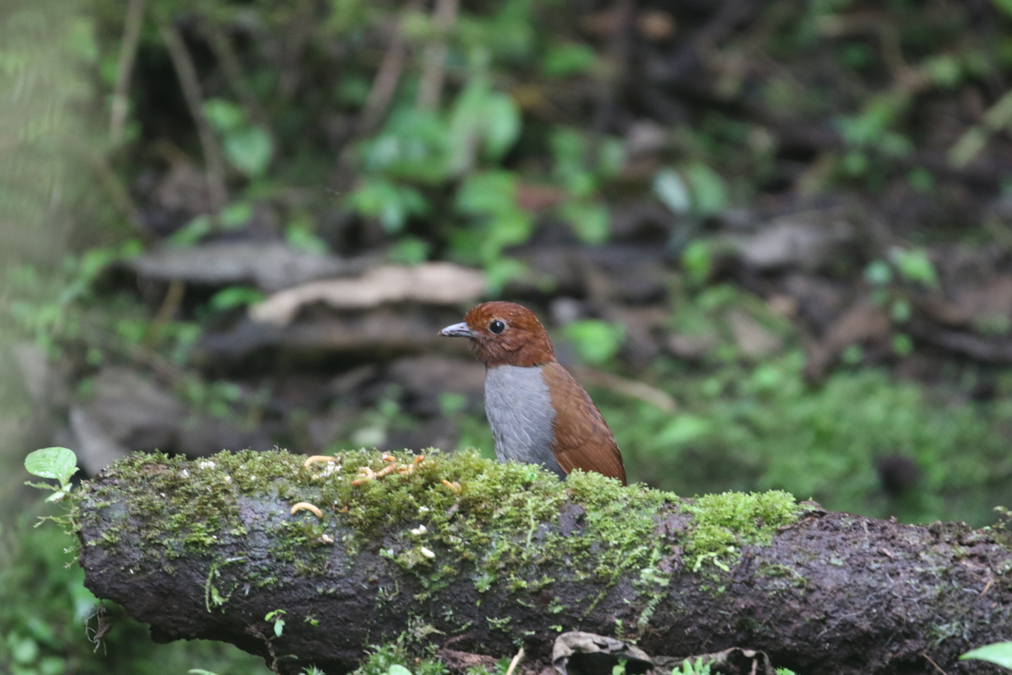 Bicolored Antpitta (Grallaria rufocinerea), photo 2