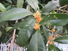 Osmanthus fragrans aurantiacus