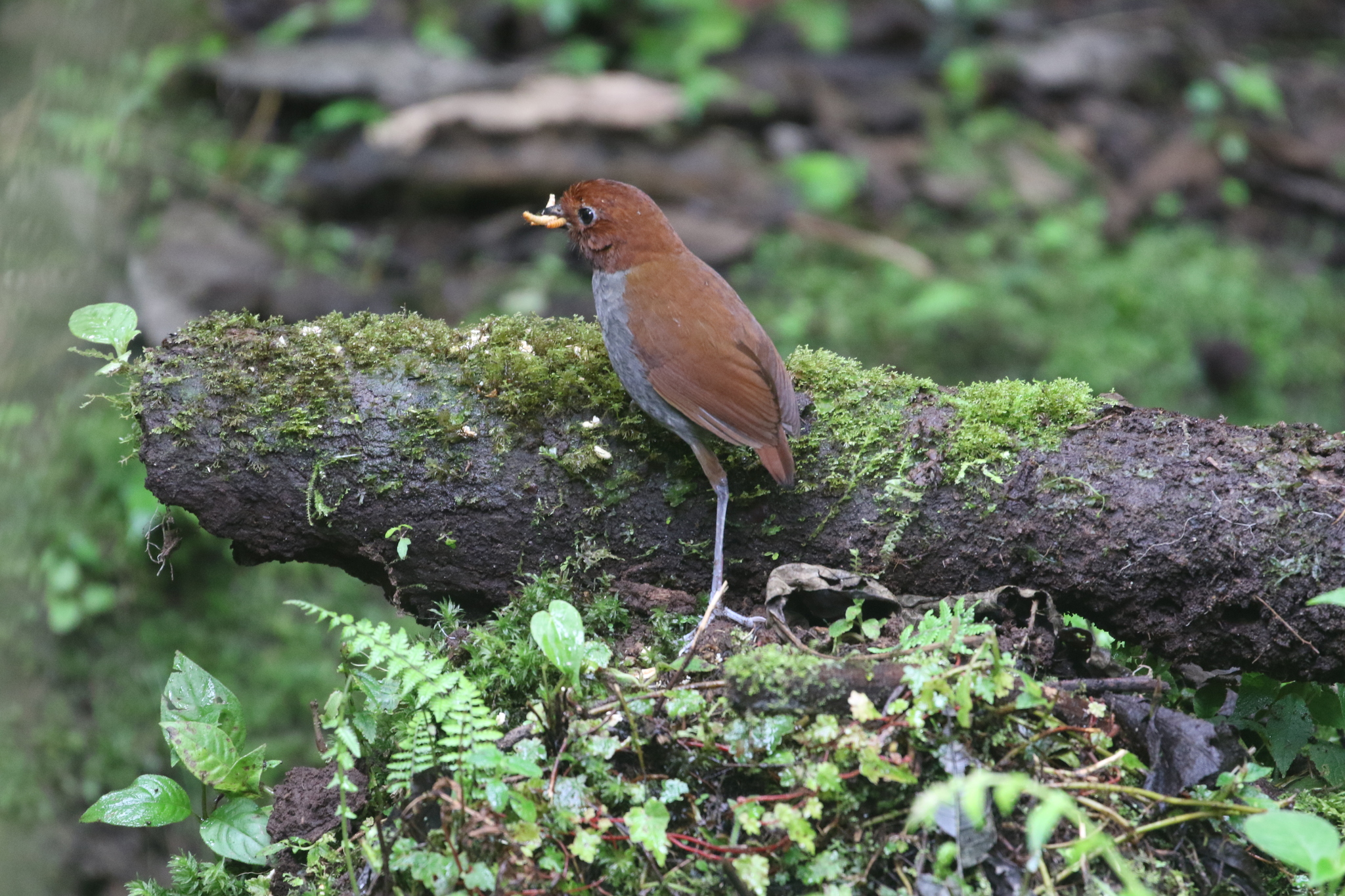 Bicolored Antpitta (Grallaria rufocinerea), photo 3