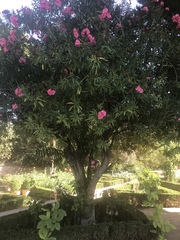 Nerium oleander