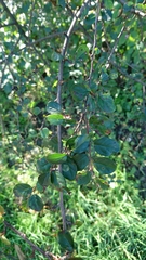 Cotoneaster niger