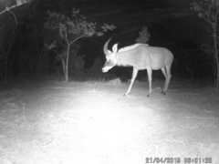 Hippotragus equinus koba