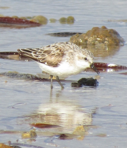 Correlimos cuellirrojo (Calidris ruficollis)