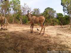 Hippotragus equinus koba