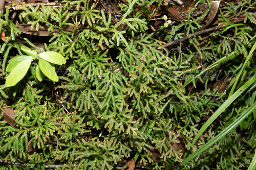 Selaginella limbata iNat (3)