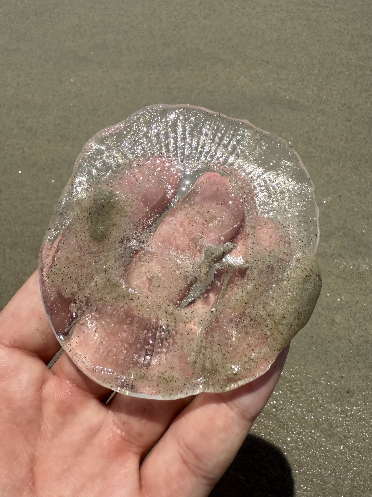 Rhacostoma atlanticum L.Agassiz, 1851