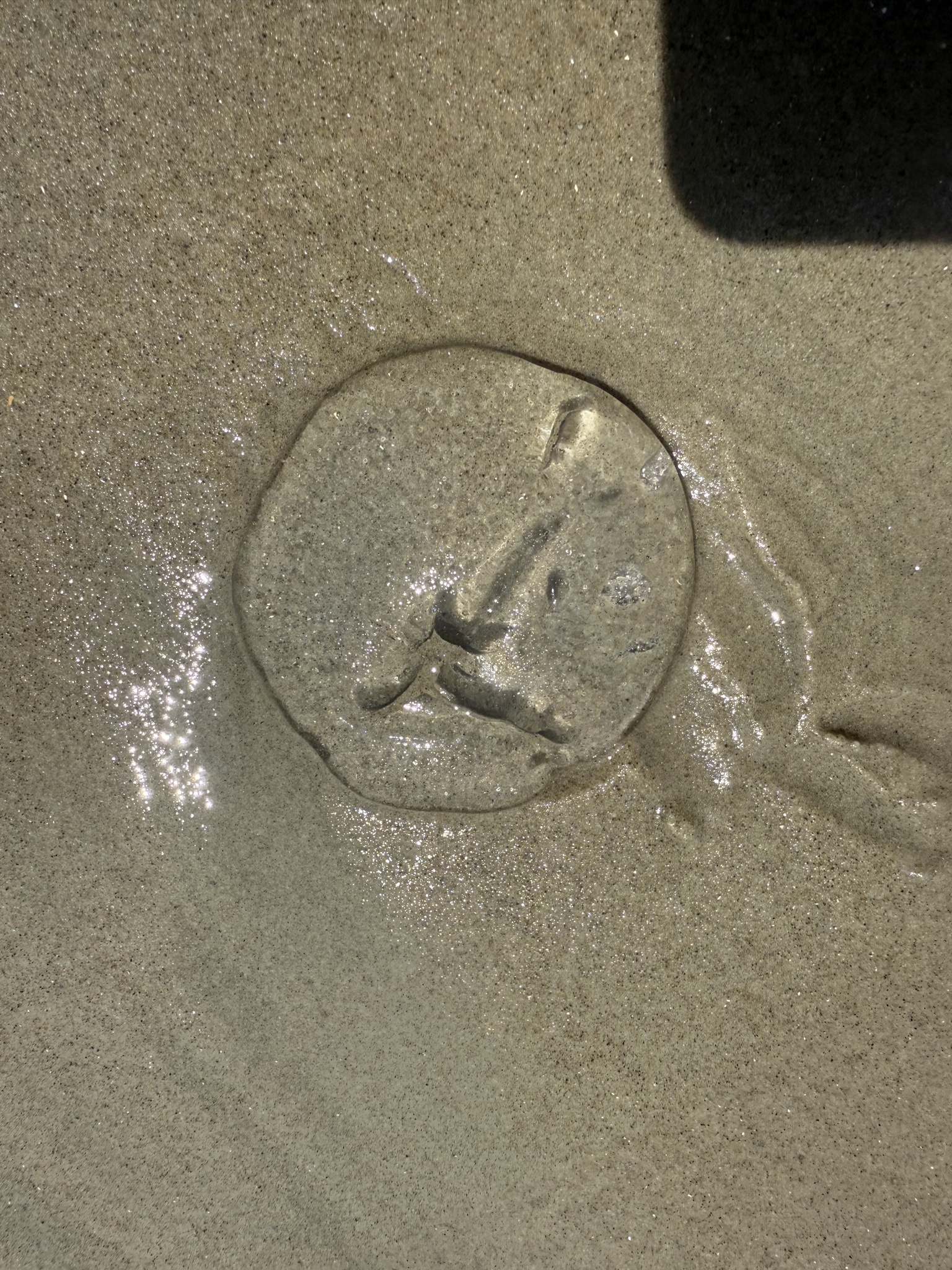 Rhacostoma atlanticum L.Agassiz, 1851