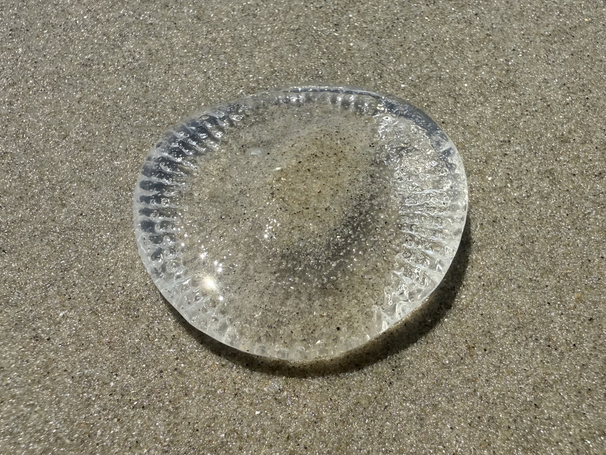 Rhacostoma atlanticum L.Agassiz, 1851