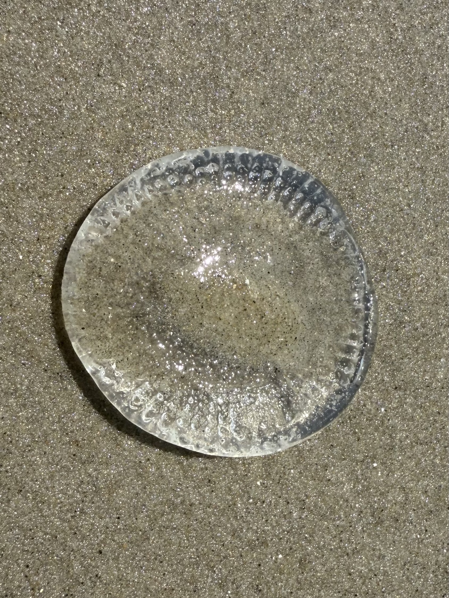 Rhacostoma atlanticum L.Agassiz, 1851