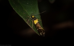 Epithymema helias
