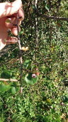 Cotoneaster niger