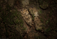 Barea nymphica