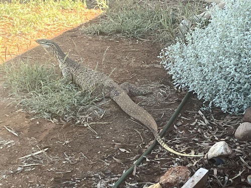 Western Argus Monitor