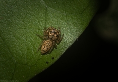 Opisthoncus barbipalpis